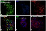 Glypican 3 Antibody in Immunocytochemistry (ICC/IF)