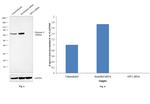 Glypican 3 Antibody