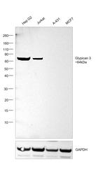 Glypican 3 Antibody in Western Blot (WB)