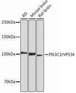 VPS34 Antibody in Western Blot (WB)