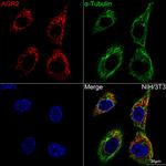 AGR2 Antibody in Immunocytochemistry (ICC/IF)