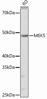 MEK5 Antibody in Western Blot (WB)