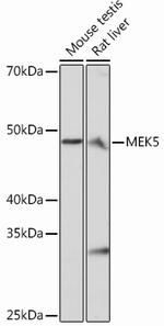 MEK5 Antibody in Western Blot (WB)