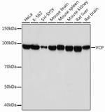 VCP Antibody in Western Blot (WB)