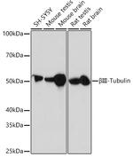 beta-3 Tubulin Antibody in Western Blot (WB)