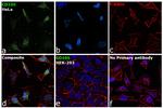 CD105 Antibody in Immunocytochemistry (ICC/IF)