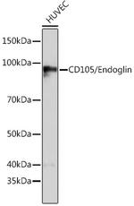 CD105 Antibody in Western Blot (WB)