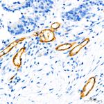 CD34 Antibody in Immunohistochemistry (Paraffin) (IHC (P))