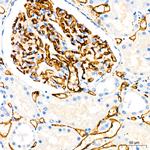 CD34 Antibody in Immunohistochemistry (Paraffin) (IHC (P))