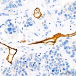 CD34 Antibody in Immunohistochemistry (Paraffin) (IHC (P))