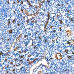 CD34 Antibody in Immunohistochemistry (Paraffin) (IHC (P))