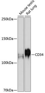 CD34 Antibody in Western Blot (WB)