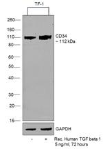 CD34 Antibody in Western Blot (WB)