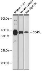 CD154 (CD40 Ligand) Antibody in Western Blot (WB)