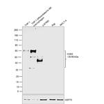 CD63 Antibody in Western Blot (WB)