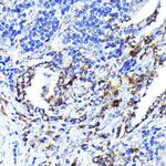 CD9 Antibody in Immunohistochemistry (Paraffin) (IHC (P))