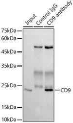 CD9 Antibody in Immunoprecipitation (IP)