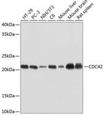 CDC42 Antibody in Western Blot (WB)