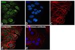 CDX2 Antibody in Immunocytochemistry (ICC/IF)