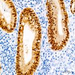 CDX2 Antibody in Immunohistochemistry (Paraffin) (IHC (P))