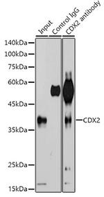 CDX2 Antibody in Immunoprecipitation (IP)