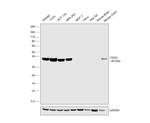 CDX2 Antibody