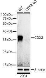 CDX2 Antibody in Western Blot (WB)