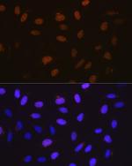 Cyclin A2 Antibody in Immunocytochemistry (ICC/IF)