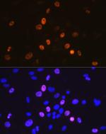 Cyclin A2 Antibody in Immunocytochemistry (ICC/IF)