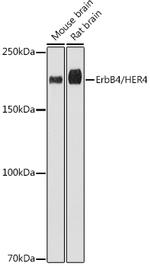 ErbB4 Antibody in Western Blot (WB)