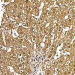 GAPDH Antibody in Immunohistochemistry (Paraffin) (IHC (P))