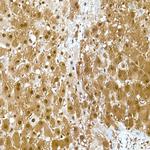 GAPDH Antibody in Immunohistochemistry (Paraffin) (IHC (P))