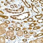 GAPDH Antibody in Immunohistochemistry (Paraffin) (IHC (P))