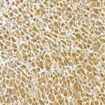 GAPDH Antibody in Immunohistochemistry (Paraffin) (IHC (P))