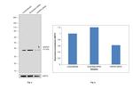 GAPDH Antibody in Western Blot (WB)