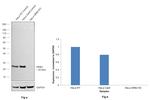 GRB2 Antibody in Western Blot (WB)