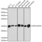 GSTP1 Antibody in Western Blot (WB)