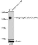 ITGA2 Antibody