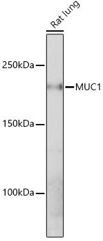 MUC1 Antibody in Western Blot (WB)