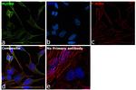 MyD88 Antibody in Immunocytochemistry (ICC/IF)