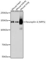 Neuropilin-1 Antibody in Western Blot (WB)