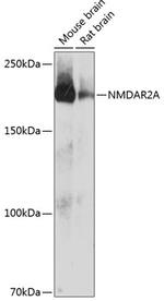 NMDAR2A Antibody in Western Blot (WB)