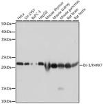 DJ-1 Antibody in Western Blot (WB)