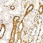 PGP9.5 Antibody in Immunohistochemistry (Paraffin) (IHC (P))