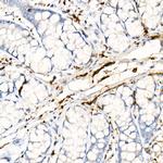 PGP9.5 Antibody in Immunohistochemistry (Paraffin) (IHC (P))