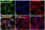 PGP9.5 Antibody