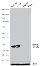 PGP9.5 Antibody