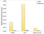 RXRA Antibody in ChIP Assay (ChIP)