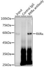 RXRA Antibody in Immunoprecipitation (IP)