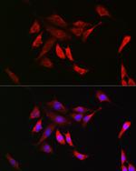 SHP2 Antibody in Immunocytochemistry (ICC/IF)